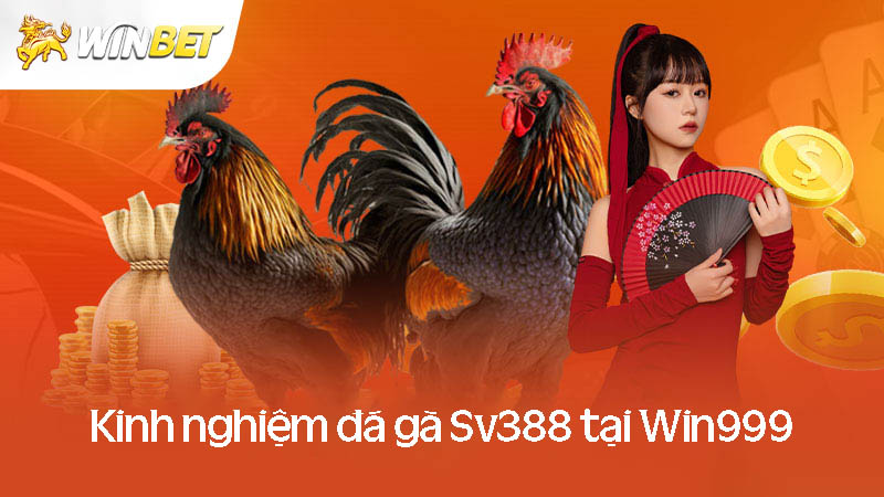 Bật mí kinh nghiệm đá gà SV388 luôn thắng tại Win999