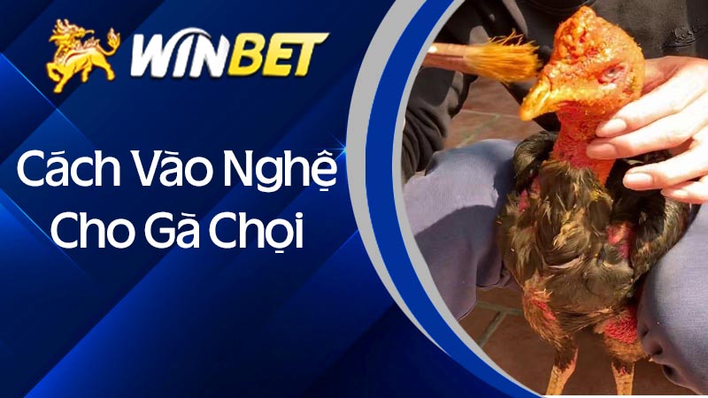 Chia sẻ cách vào nghệ cho gà chọi