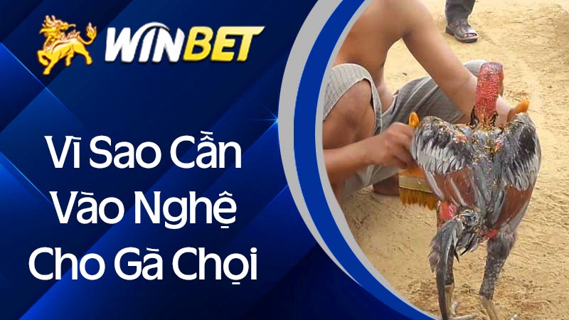 Công dụng của vào nghệ cho gà chọi