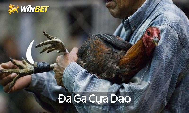 Đá gà cựa dao là gì?