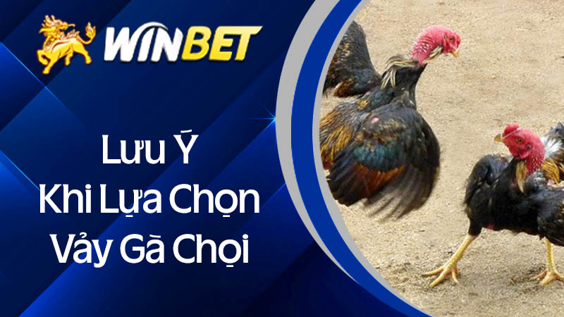 Lưu ý khi lựa chọn vảy gà chọi tốt xấu