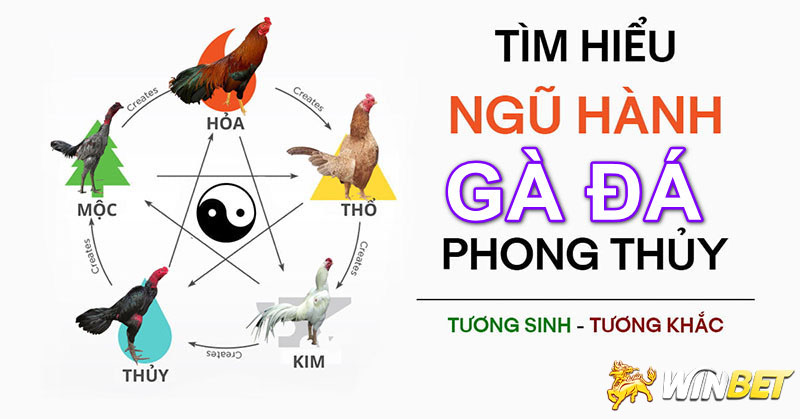 Tìm hiểu 80 màu mạng gà đá tốt xấu