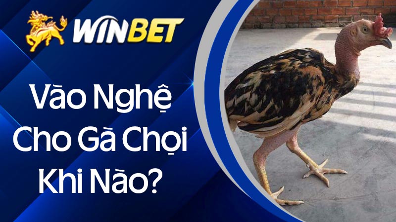 Vào nghệ cho gà chọi khi nào?