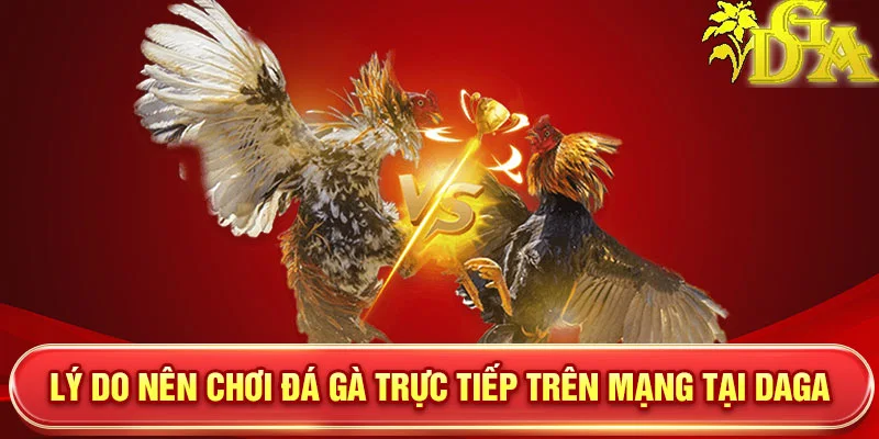 Lý do nên chơi đá gà trực tiếp trên mạng tại Daga