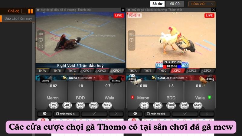 Các cửa cược chọi gà Thomo có tại sân chơi đá gà mcw