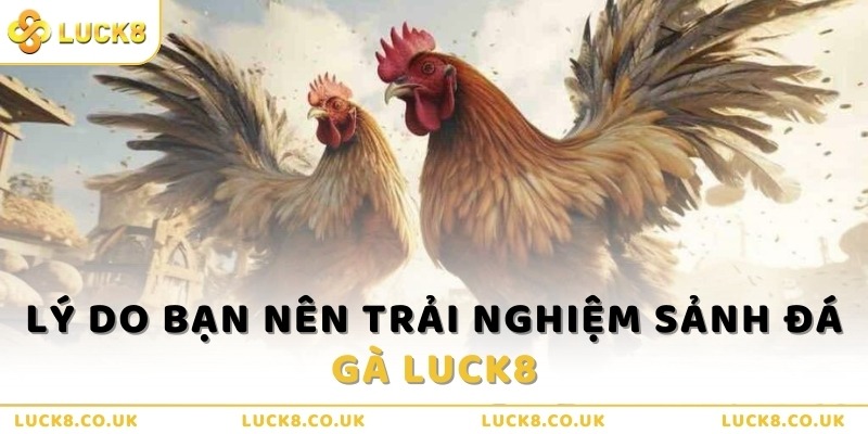 Lý do bạn nên trải nghiệm sảnh Đá gà Luck8